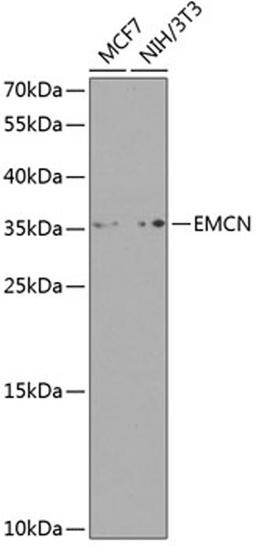 Western blot - EMCN antibody (A8494)