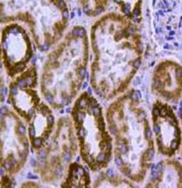 Immunohistochemical staining of human kidney tissue using HSP60 antibody