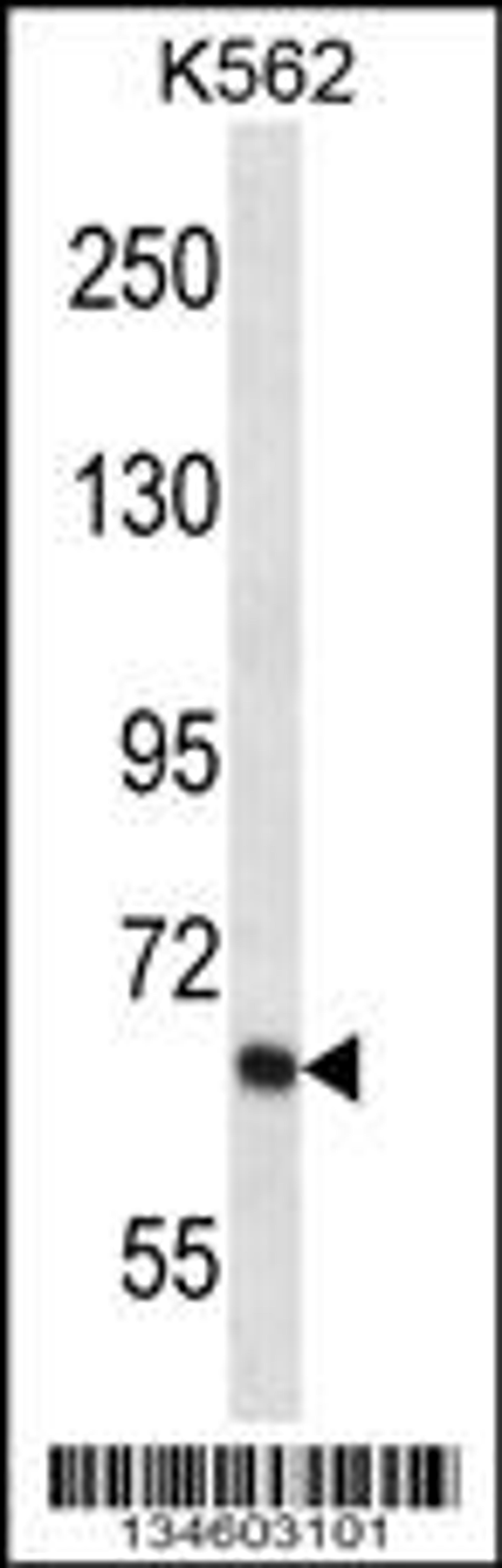 Western blot analysis in K562 cell line lysates (35ug/lane).