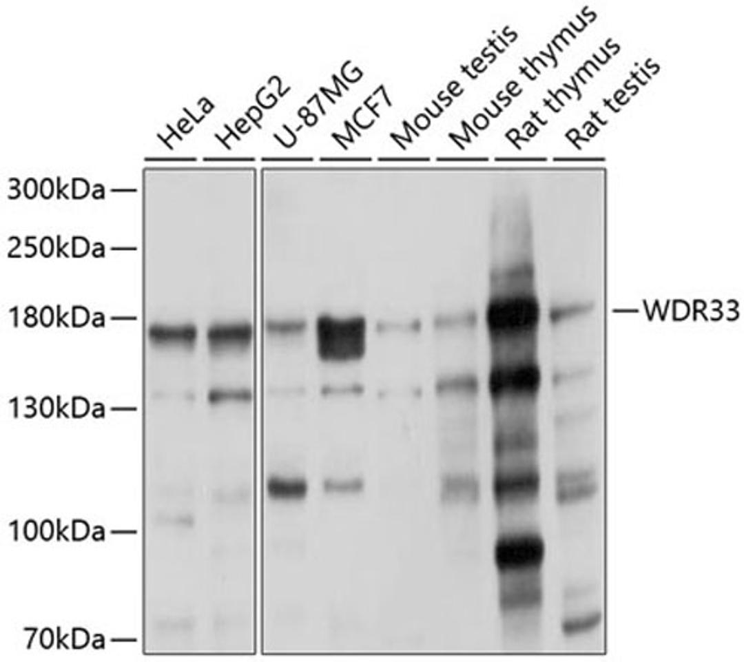 Western blot - WDR33 antibody (A9531)