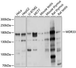 Western blot - WDR33 antibody (A9531)