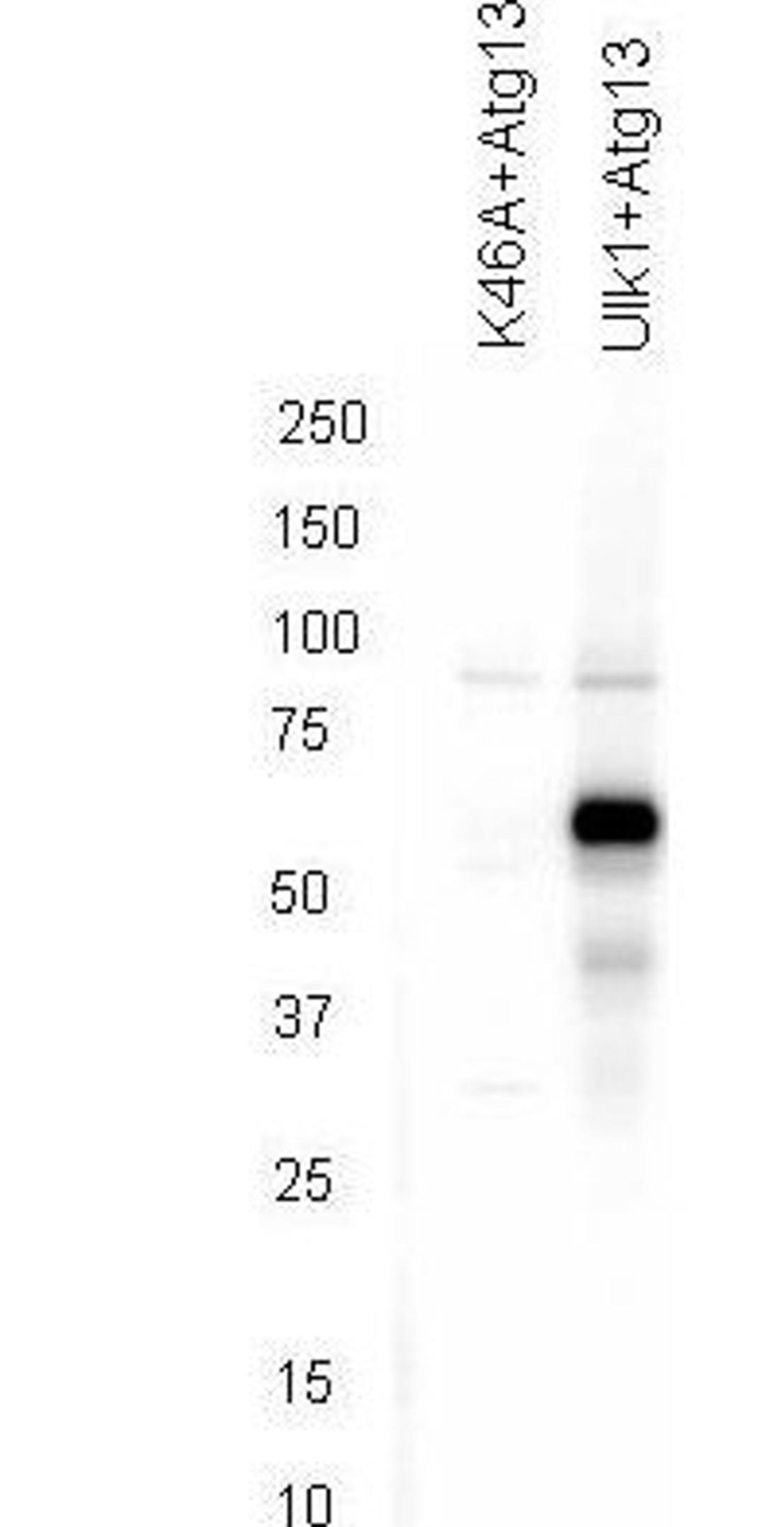 Western blot analysis of 293T cells using ATG13 (phospho-S318) antibody