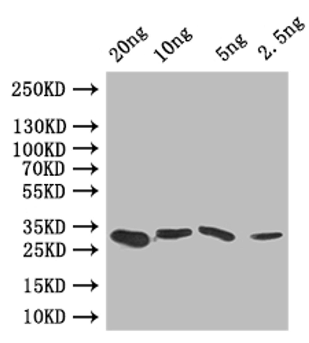 Western Blot. Positive WB detected in: recombinant protein. All lanes: GRE2 Antibody at 1:1000. Secondary. Goat polyclonal to rabbit IgG at 1/50000 dilution. Predicted band size: 30 kDa. Observed band size: 30 kDa. 