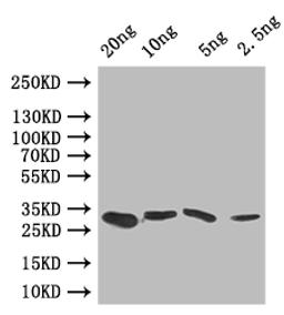 Western Blot. Positive WB detected in: recombinant protein. All lanes: GRE2 Antibody at 1:1000. Secondary. Goat polyclonal to rabbit IgG at 1/50000 dilution. Predicted band size: 30 kDa. Observed band size: 30 kDa. 