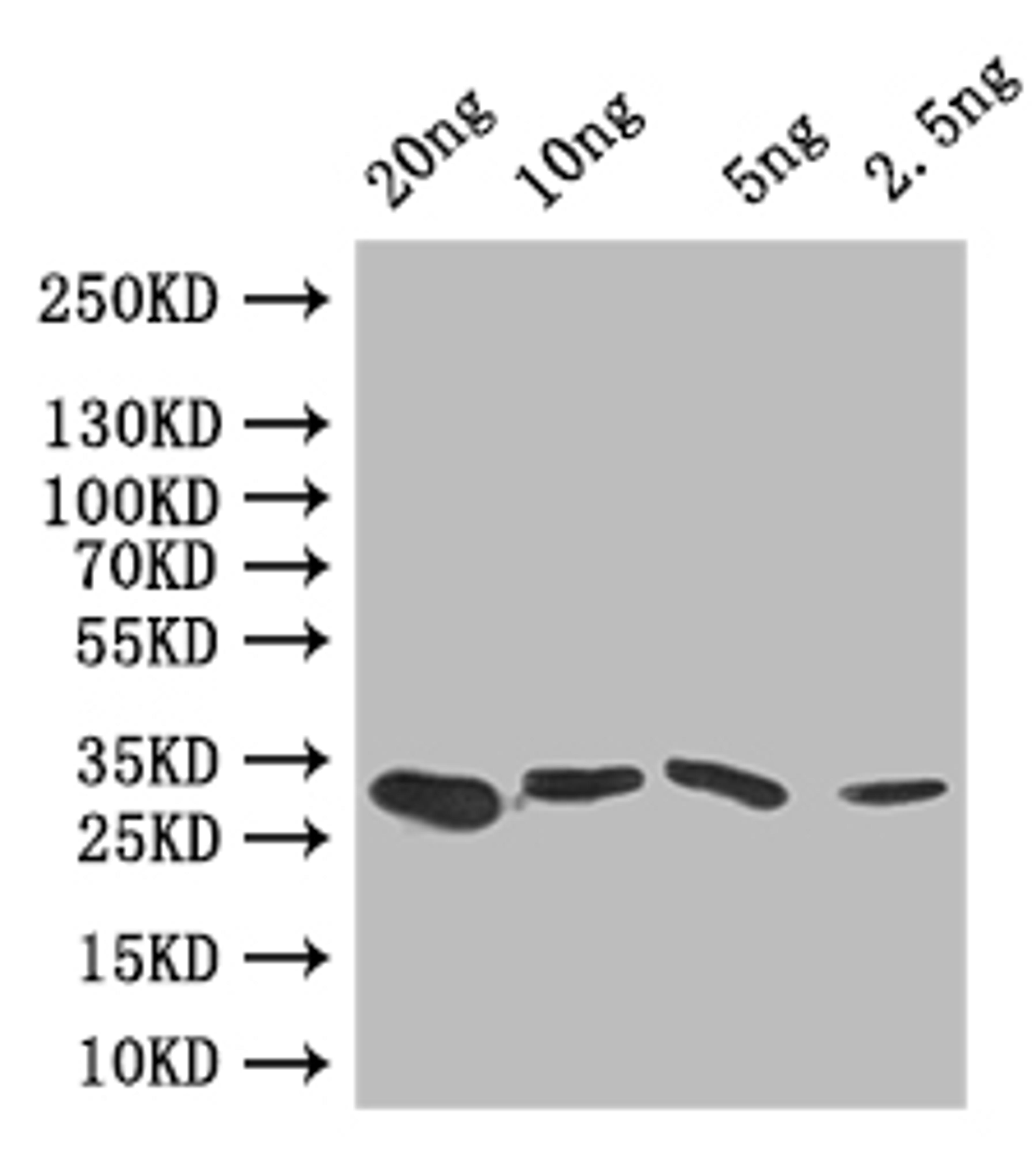 Western Blot. Positive WB detected in: recombinant protein. All lanes: GRE2 Antibody at 1:1000. Secondary. Goat polyclonal to rabbit IgG at 1/50000 dilution. Predicted band size: 30 kDa. Observed band size: 30 kDa. 