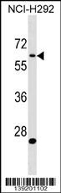 Western blot analysis in NCI-H292 cell line lysates (35ug/lane).