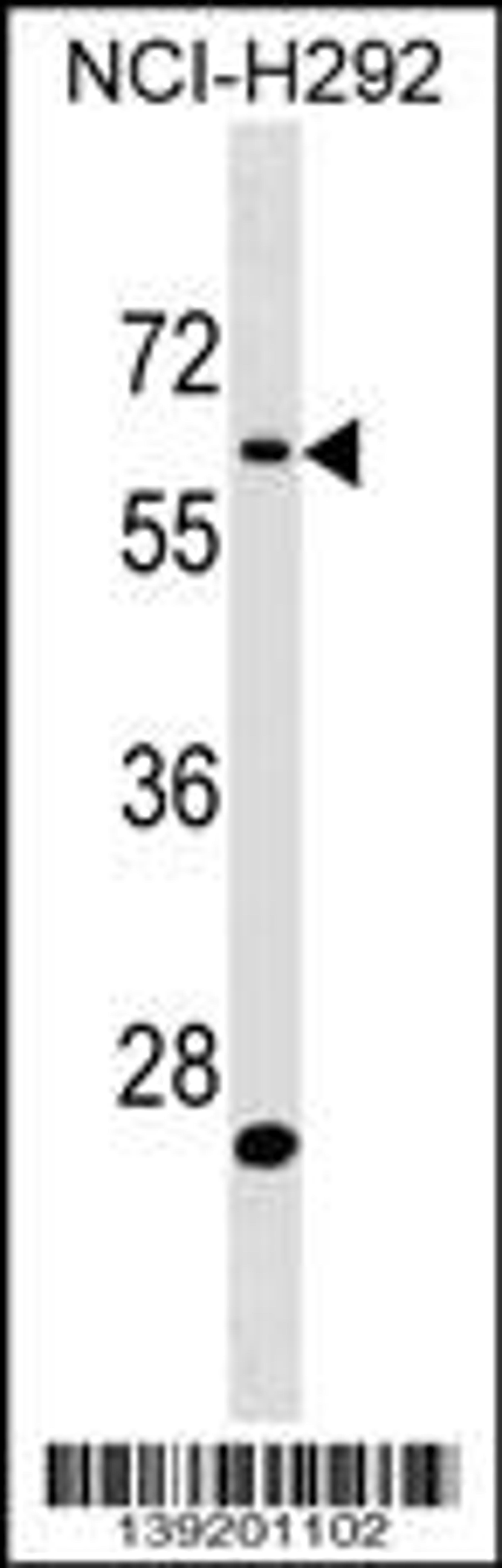 Western blot analysis in NCI-H292 cell line lysates (35ug/lane).