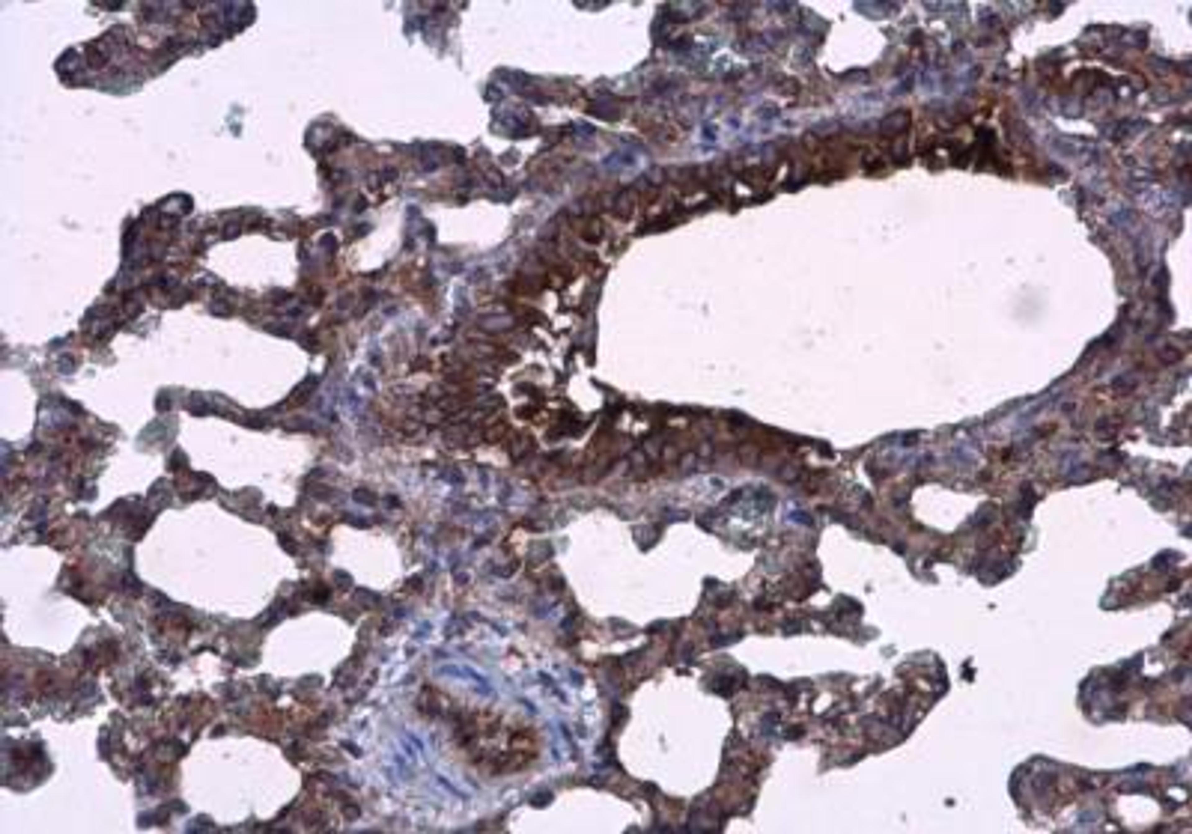 Immunohistochemistry-Paraffin: AG-3/AGR3 Antibody [NBP2-15307] - Paraffin-embedded rat lung diluted at 1:500.