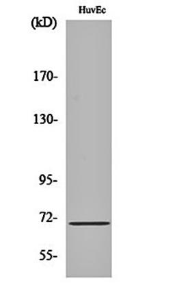 Western blot analysis of HuvEc cell lysates using Sam 68 antibody