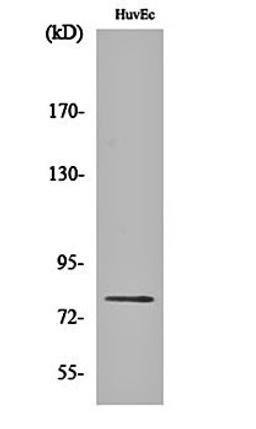 Western blot analysis of HuvEc cell lysates using PKC delta (phospho-S645) antibody