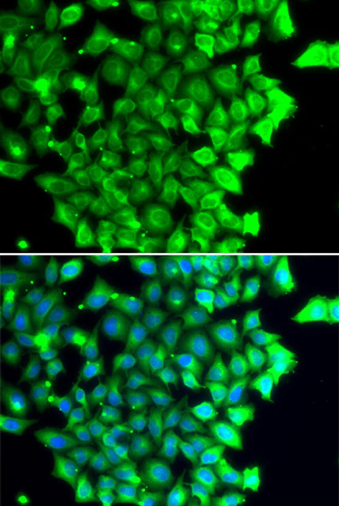 Immunofluorescence - TRIAP1 antibody (A7313)