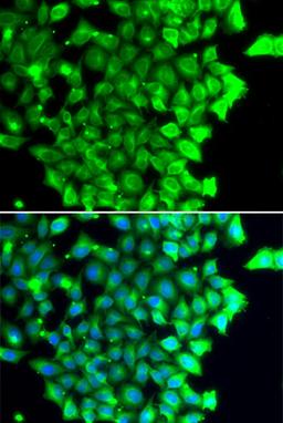 Immunofluorescence - TRIAP1 antibody (A7313)