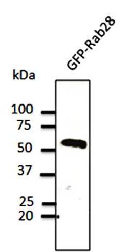 Western blot analysis of transfected 293HEK cell lysate using Rab28 antibody.