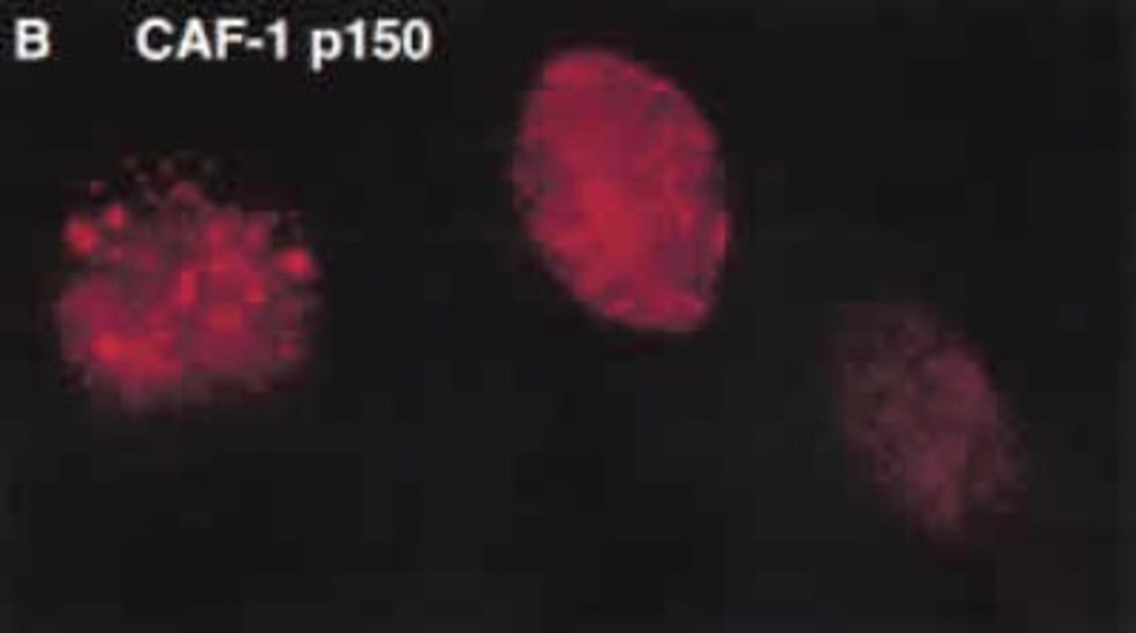 Immunocytochemistry/Immunofluorescence: CHAF1A Antibody (SS 1 1-13) [NB500-207] - Immunofluorescent staining of CAF-1-p150 in HeLa cells (Shibahara et al 1999).