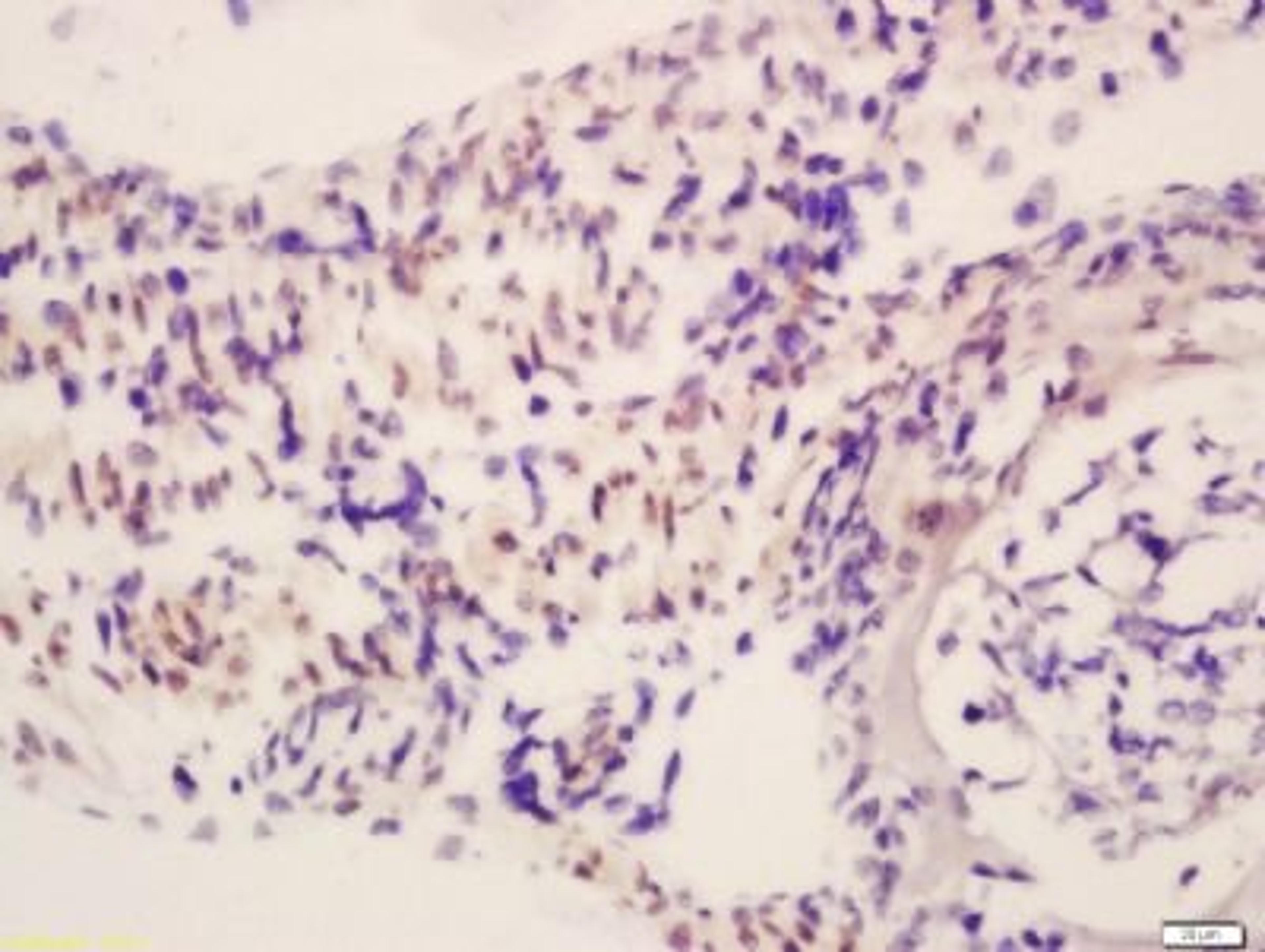 Immunohistochemical staining of mouse embryo tissue using RBM20 antibody.