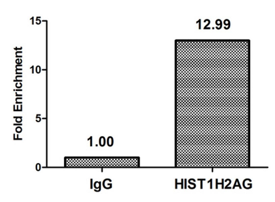 Chromatin Immunoprecipitation Hela (4*10<sup>6</sup>) were treated with Micrococcal Nuclease, sonicated, and immunoprecipitated with 5µg anti-HIST1H2AG (CSB-PA010389OA09nme1HU) or a control normal rabbit IgG. The resulting ChIP DNA was quantified using real-time PCR with primers against the β-Globin promoter.