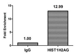 Chromatin Immunoprecipitation Hela (4*10<sup>6</sup>) were treated with Micrococcal Nuclease, sonicated, and immunoprecipitated with 5µg anti-HIST1H2AG (CSB-PA010389OA09nme1HU) or a control normal rabbit IgG. The resulting ChIP DNA was quantified using real-time PCR with primers against the β-Globin promoter.