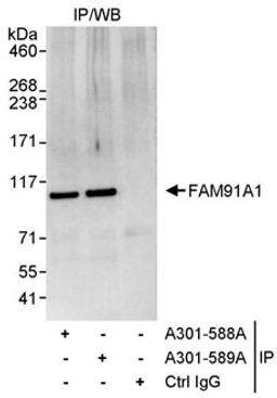 Detection of human FAM91A1 by western blot of immunoprecipitates.