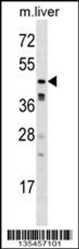 Western blot analysis in mouse liver tissue lysates (35ug/lane).