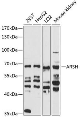 Western blot - ARSH antibody (A12664)