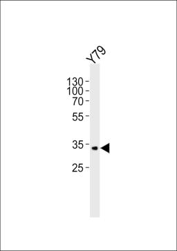 Western blot analysis of lysate from Y79 cell line, using CRX Antibody at 1:1000.