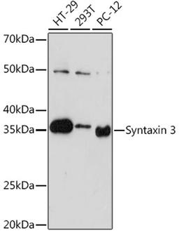 Western blot - Syntaxin 3 Rabbit mAb (A3712)