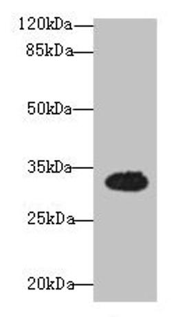 Western blot. All lanes: OSER1 antibody at 3µg/ml + Mouse liver tissue. Secondary. Goat polyclonal to rabbit IgG at 1/10000 dilution. Predicted band size: 32 kDa. Observed band size: 32 kDa