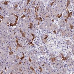 Immunohistochemistry-Paraffin: Cystatin F Antibody [NBP2-13881] - Staining of human pancreas shows strong cytoplasmic positivity in pancreatic ducts.