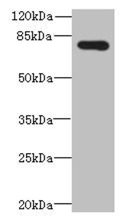 Western blot. All lanes: ADGRL4 antibody at 4µg/ml + Hela whole cell lysate. Secondary. Goat polyclonal to rabbit IgG at 1/10000 dilution. Predicted band size: 78 kDa. Observed band size: 78 kDa