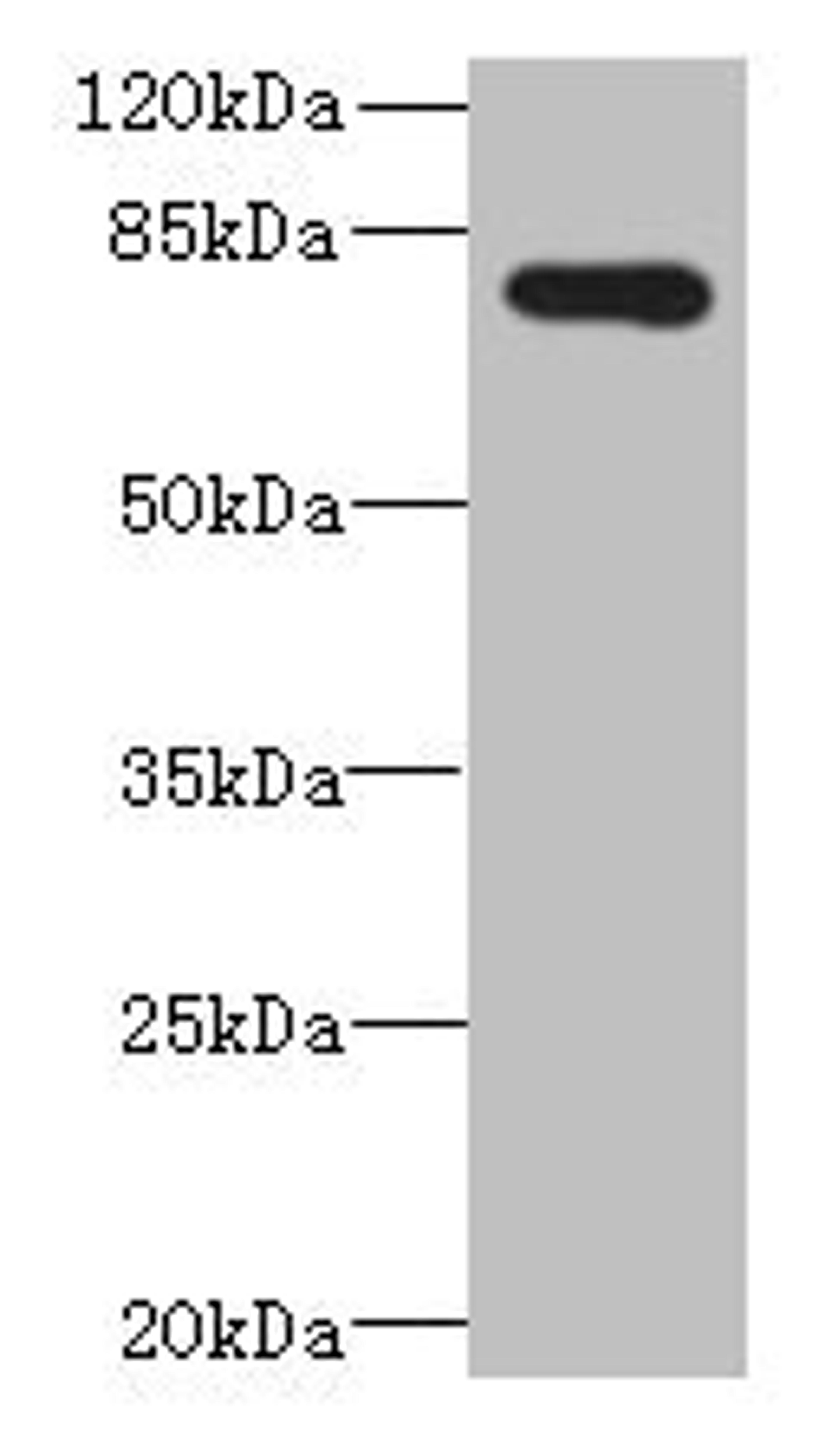 Western blot. All lanes: ADGRL4 antibody at 4µg/ml + Hela whole cell lysate. Secondary. Goat polyclonal to rabbit IgG at 1/10000 dilution. Predicted band size: 78 kDa. Observed band size: 78 kDa