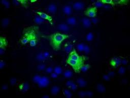 Immunocytochemistry/Immunofluorescence: PTP epsilon Antibody (5F2) [NBP2-02374] Staining of COS7 cells transiently transfected by pCMV6-ENTRY PTP epsilon.