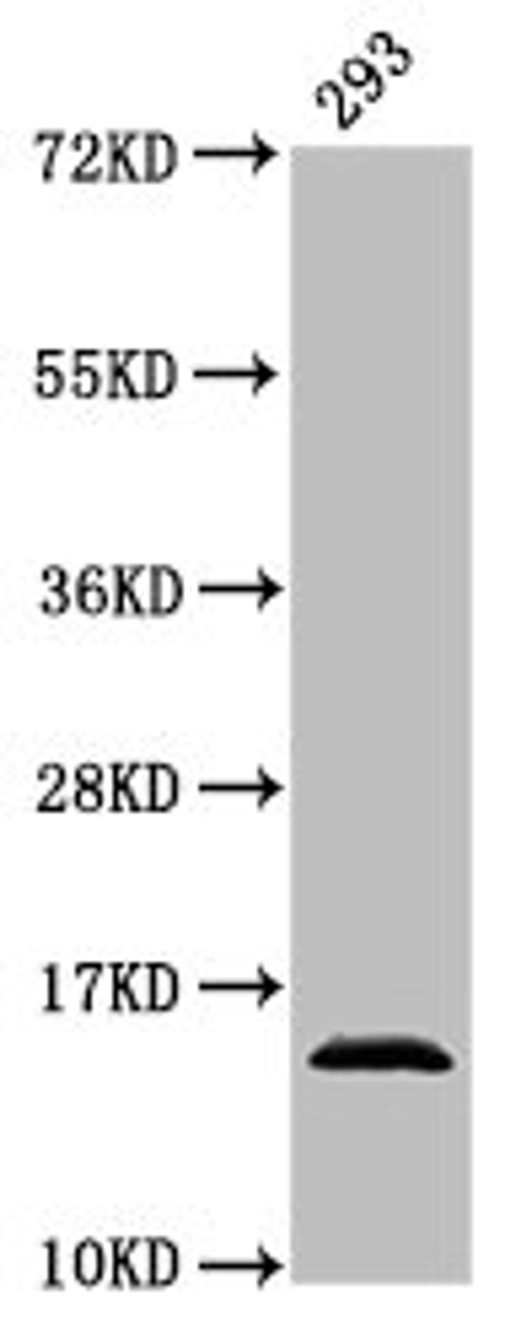 Western Blot. Positive WB detected in: 293 whole cell lysate. All lanes: HIST1H2AG antibody at 0.76µg/ml. Secondary. Goat polyclonal to rabbit IgG at 1/50000 dilution. Predicted band size: 15 kDa. Observed band size: 15 kDa