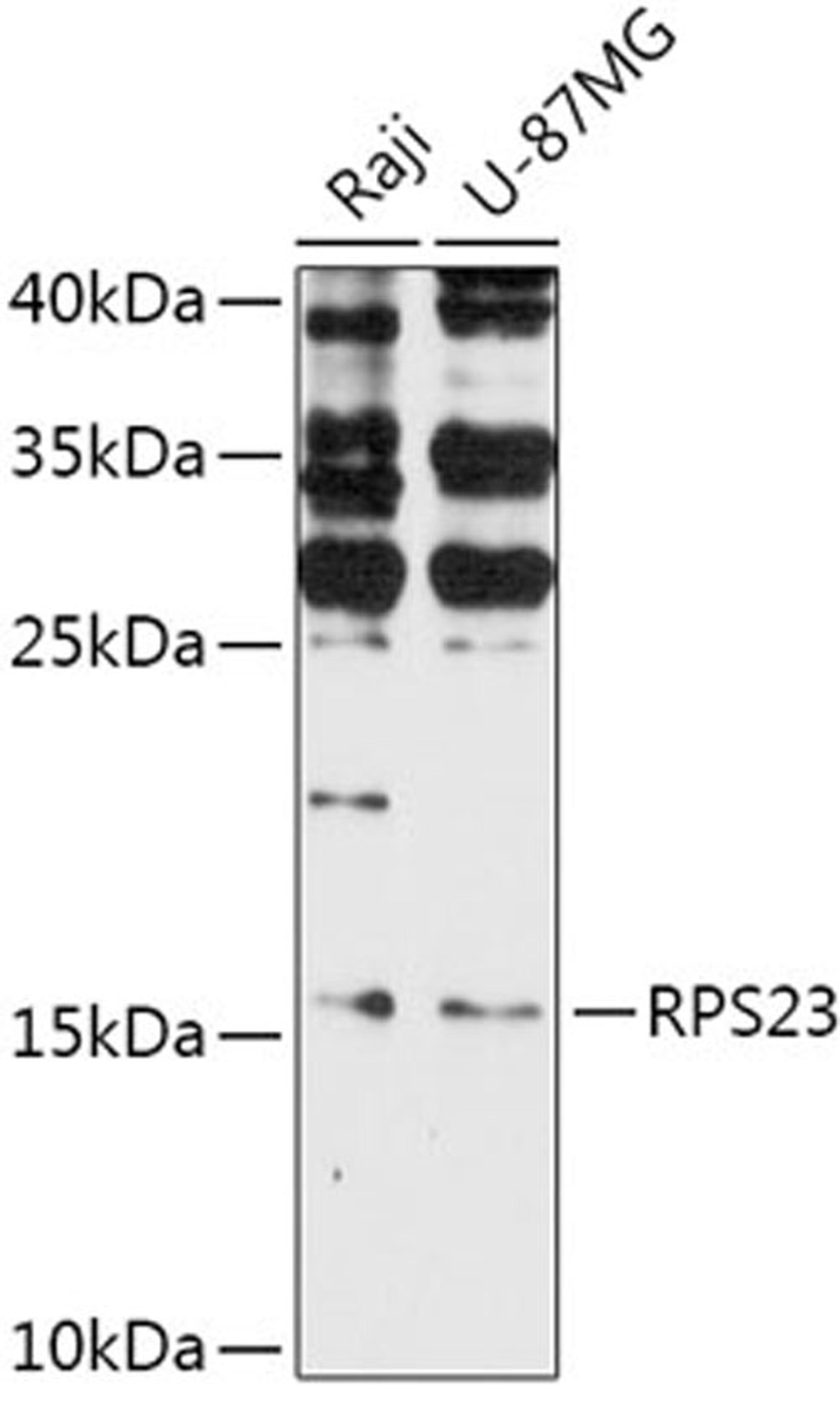 Western blot - RPS23 antibody (A17528)