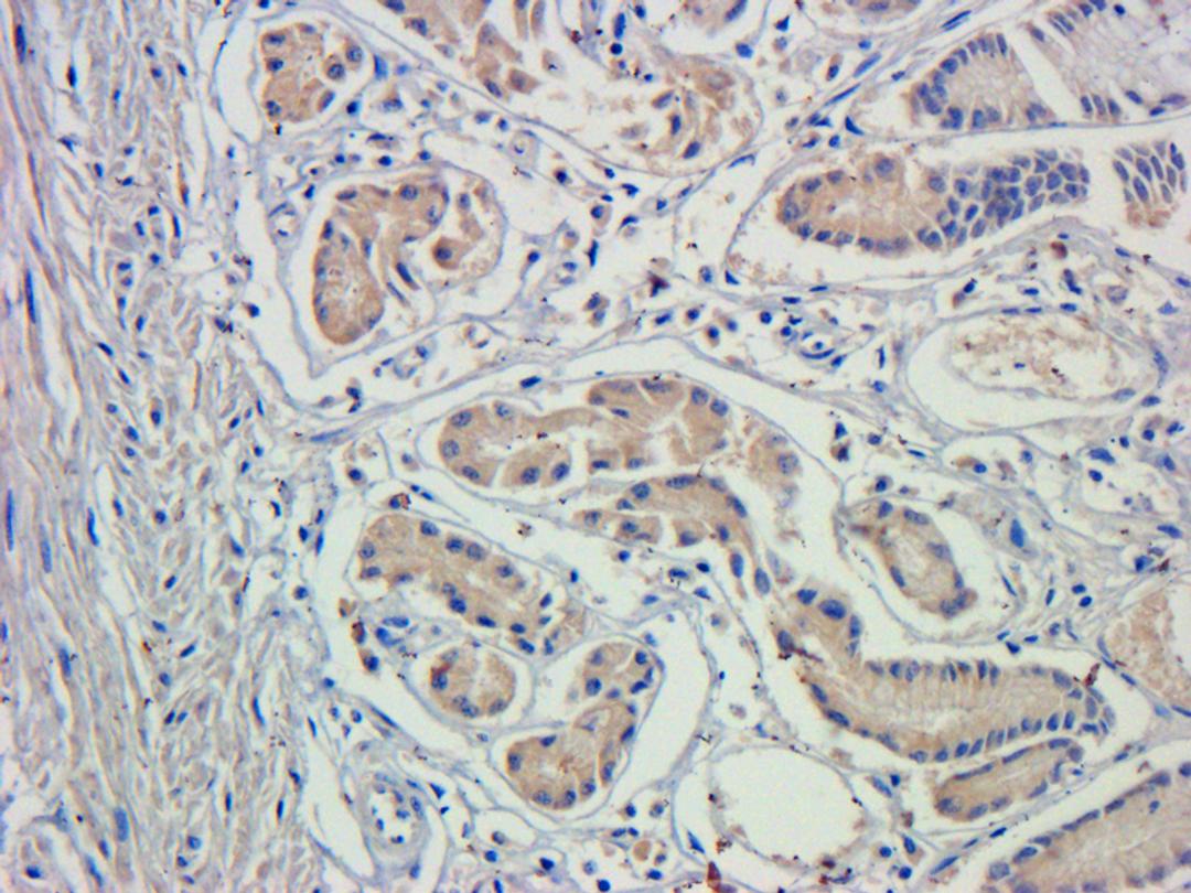 IHC-P staining of pig stomach tissue using anti-GCN2 (phospho-Thr898) (dilution at 1:200)