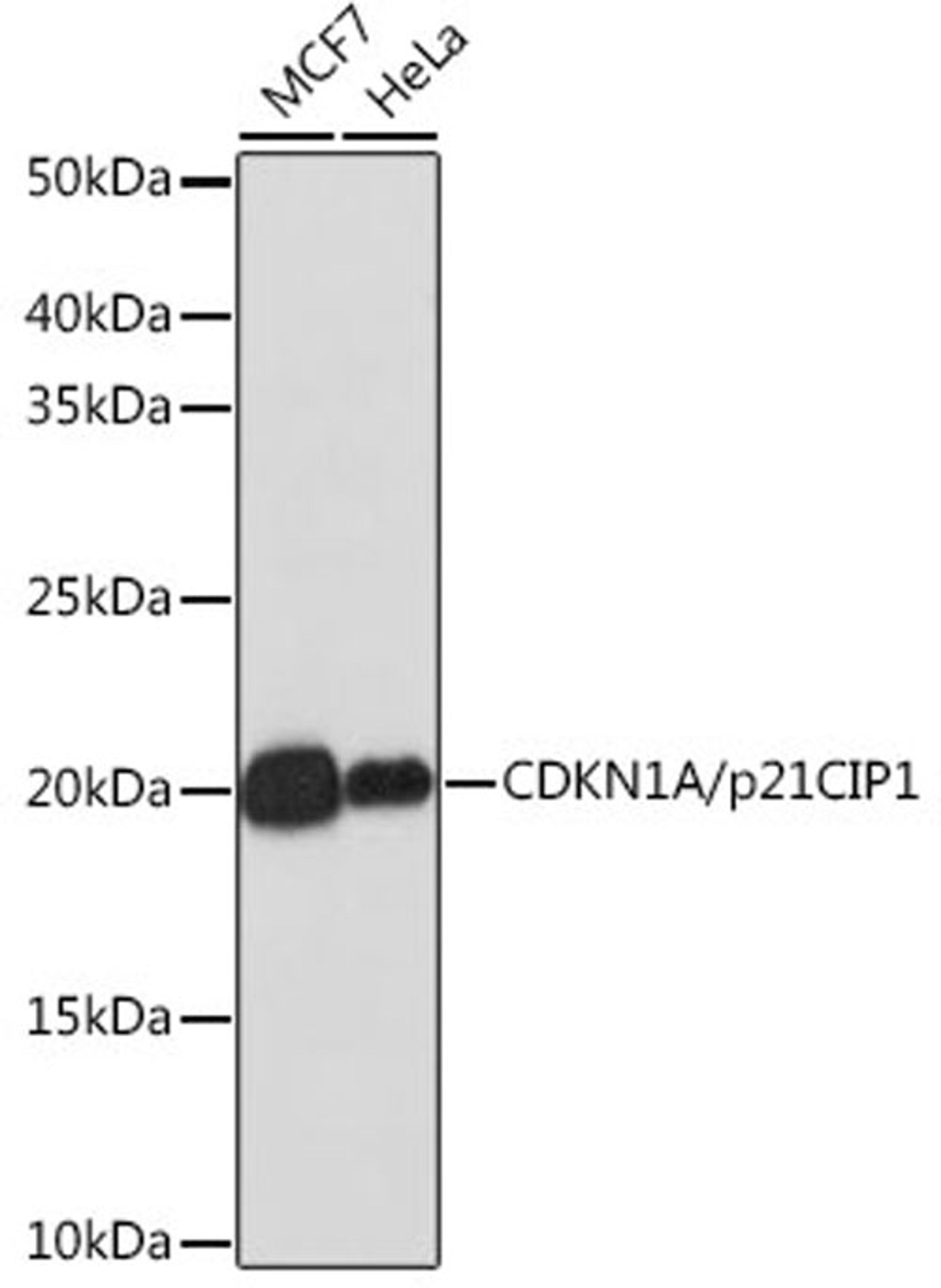 Western blot - CDKN1A/p21CIP1 antibody (A19094)