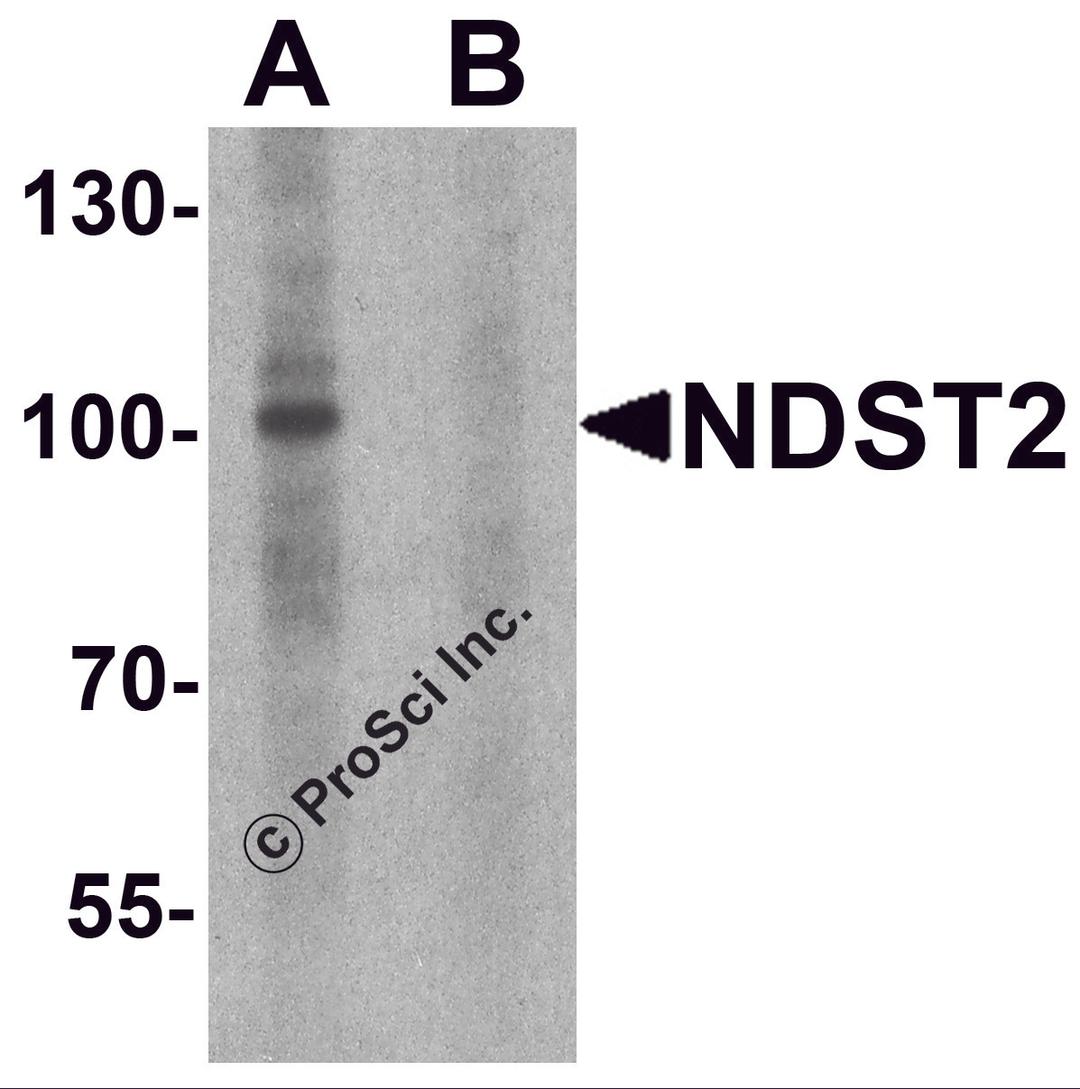 Western blot analysis of NDST2 in A-20 cell lysate with NDST2 antibody at 1 μg/ml in (A) the absence and (B) the presence of blocking peptide.