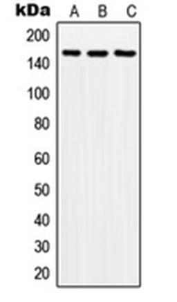 Western blot analysis of A549 (Lane 1), SP2/0 (Lane 2), H9C2 (Lane 3) whole cell lysates using SOS2 antibody