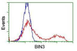 Flow Cytometry: BIN3 Antibody (8E9) [NBP2-03389] - HEK293T cells transfected with either overexpression plasmid (Red) or empty vector control plasmid (Blue) were immunostained by anti-BIN3 antibody, and then analyzed by flow cytometry.