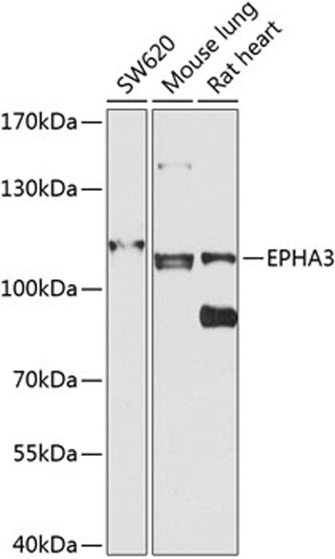 Western blot - EPHA3 antibody (A8414)