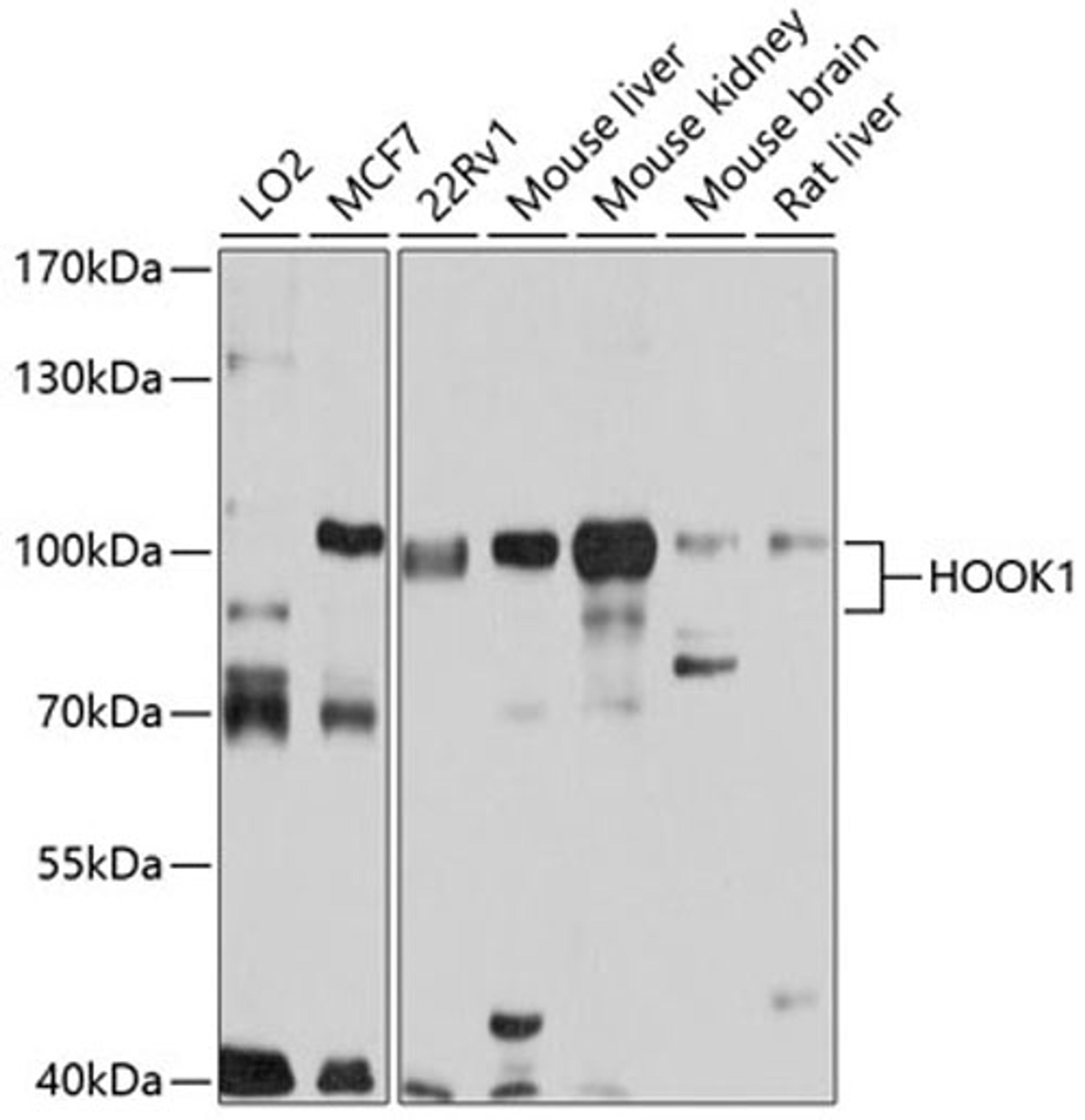 Western blot - HOOK1 antibody (A4731)