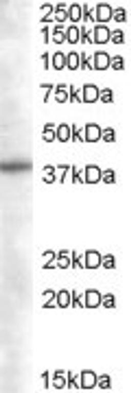 46-399 (0.05ug/ml) staining of Daudi lysate (35ug protein in RIPA buffer). Primary incubation was 1 hour. Detected by chemiluminescence.