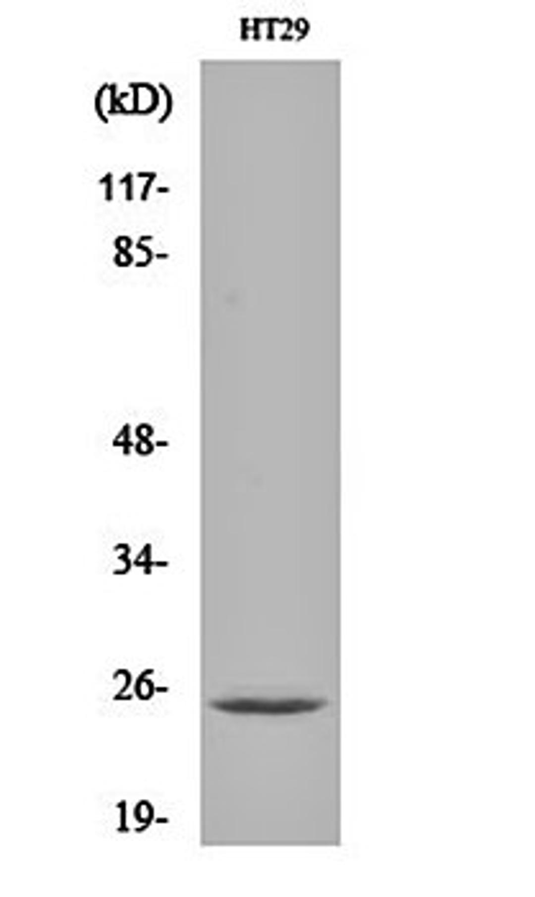 Western blot analysis of HT29 cell lysates using CIDE-B antibody