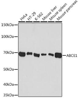 Western blot - ABCE1 Rabbit mAb (A9135)