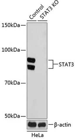 Western blot - STAT3 antibody (A19566)