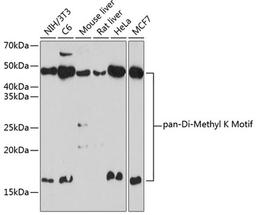 Western blot - pan-Di-Methyl K Motif pAb (A18296)