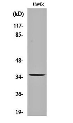 Western blot analysis of HuvEc cell lysates using AQP5 antibody