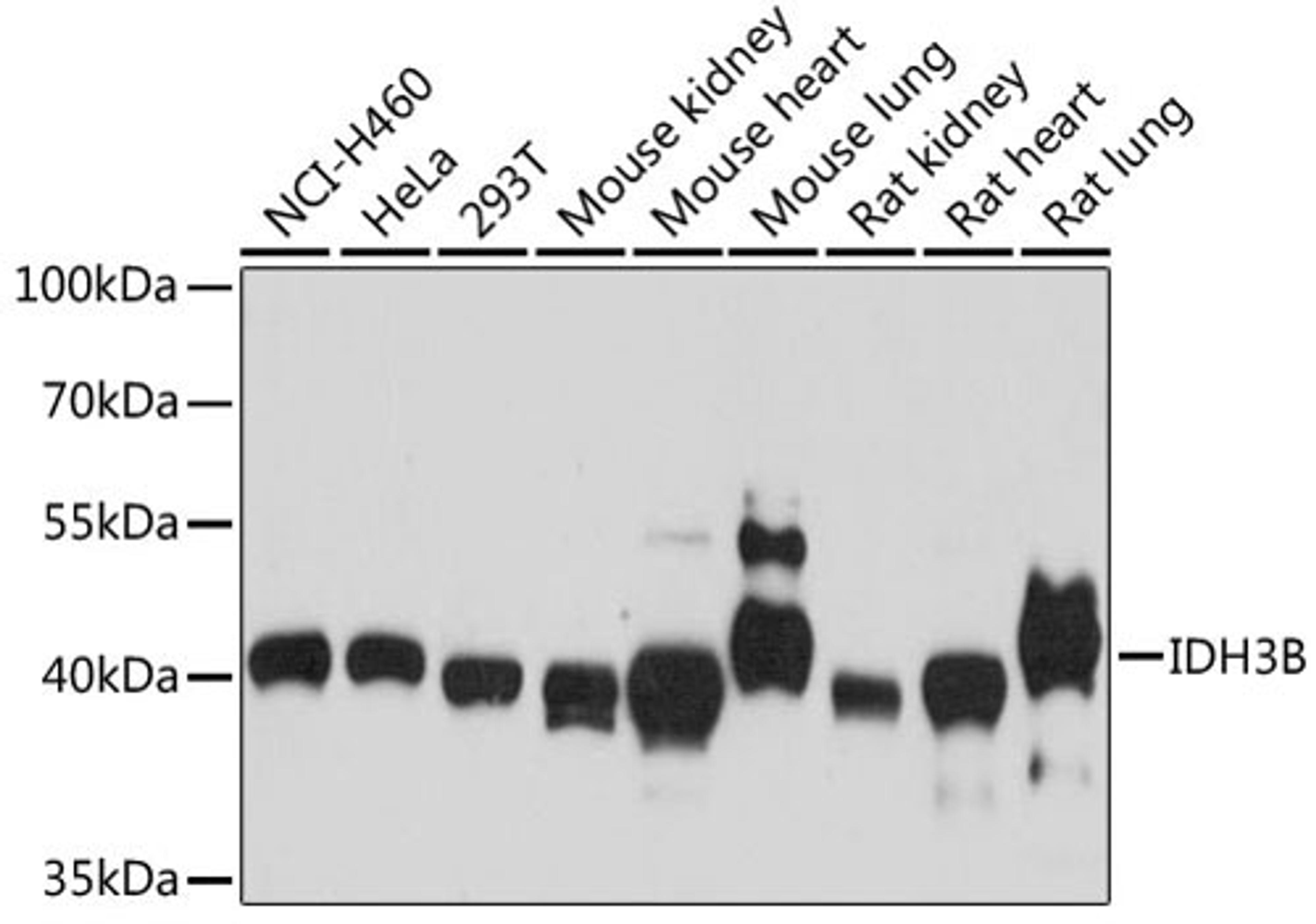 Western blot - IDH3B antibody (A13742)