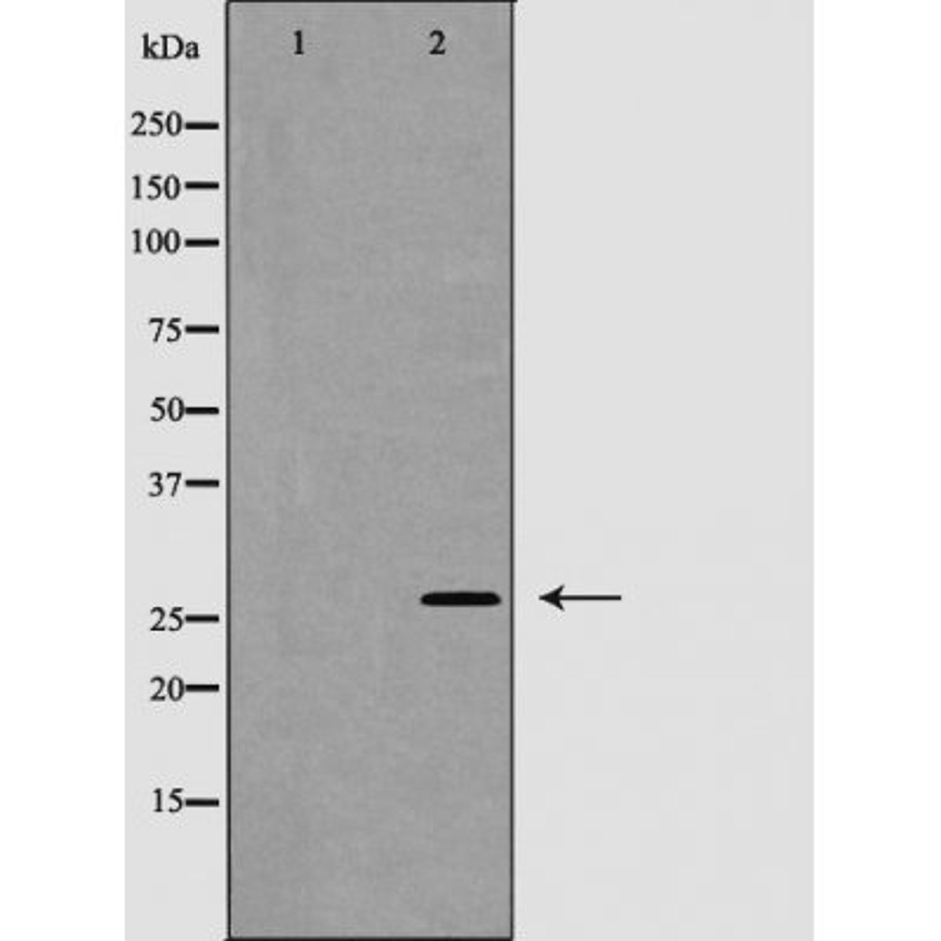 Western blot analysis of 293 cells using Caspase 1 (Phospho-Ser376) antibody