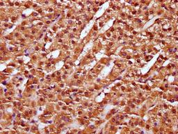 IHC image of CSB-PA896918LA01HU diluted at 1:100 and staining in paraffin-embedded human adrenal gland tissue performed on a Leica BondTM system. After dewaxing and hydration, antigen retrieval was mediated by high pressure in a citrate buffer (pH 6.0). Section was blocked with 10% normal goat serum 30min at RT. Then primary antibody (1% BSA) was incubated at 4&deg;C overnight. The primary is detected by a biotinylated secondary antibody and visualized using an HRP conjugated SP system.