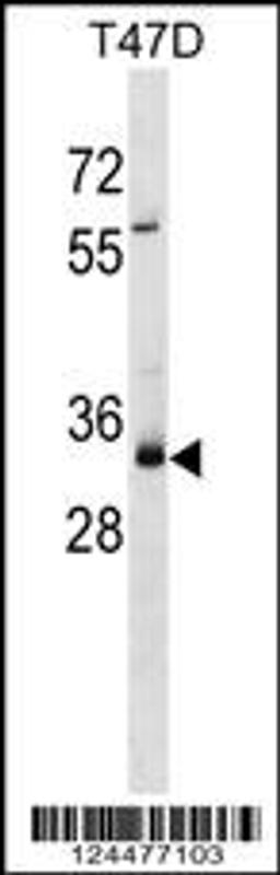 Western blot analysis in T47D cell line lysates (35ug/lane).